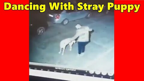 Dancing With Stray Puppy