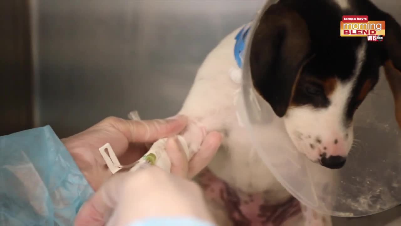 Parvo and Pets | Morning Blend