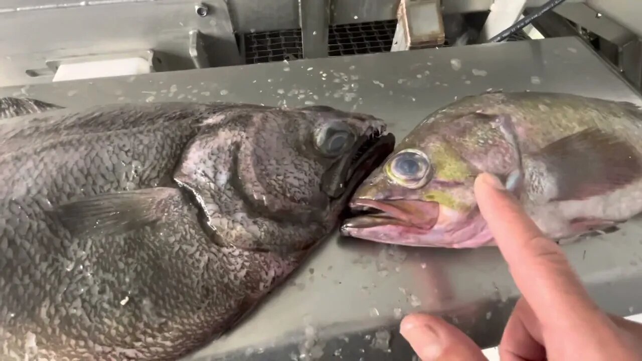 Arrowhead Flounder & Rockfish are related