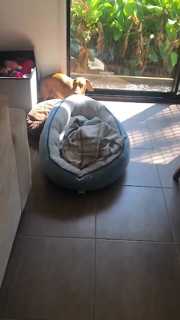 Dog drags bed to be in the sunlight