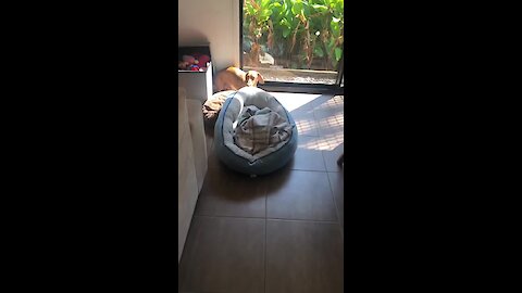 Dog drags bed to be in the sunlight