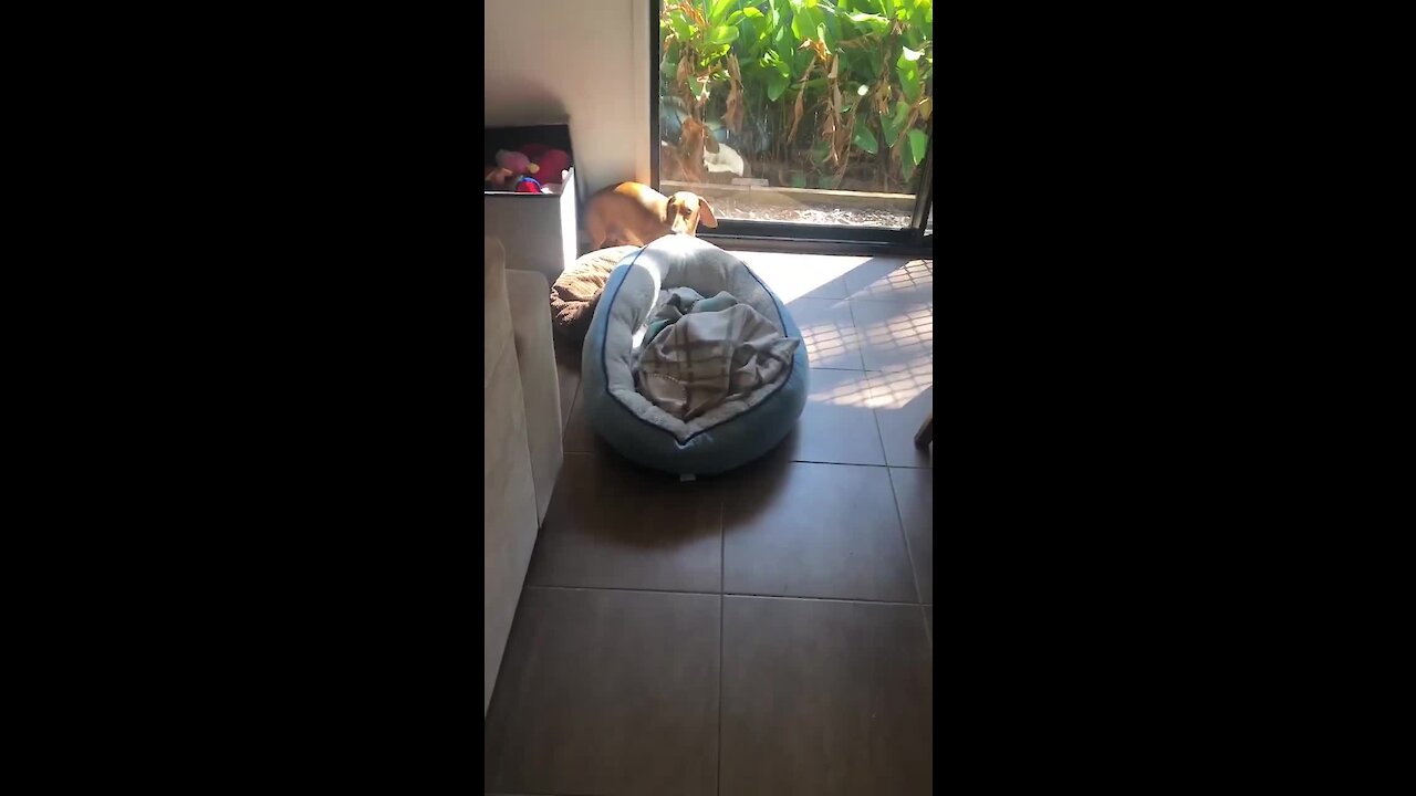 Dog drags bed to be in the sunlight