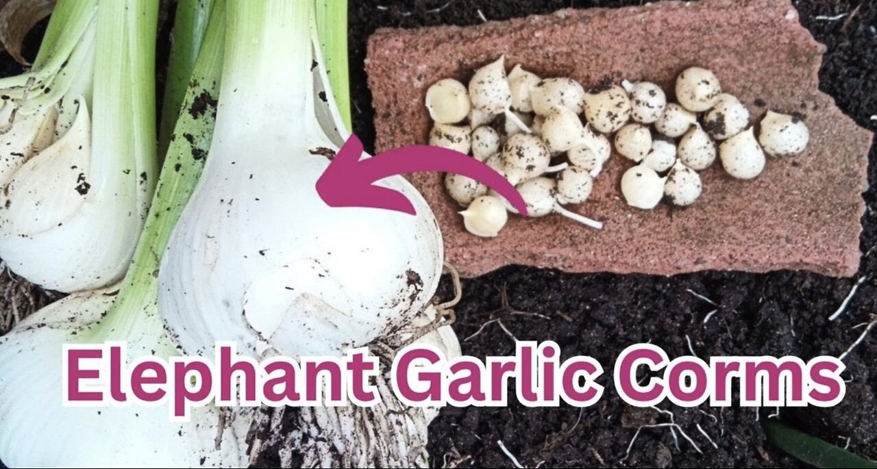 Elephant garlic corms are the BEST way to get garlic forever!