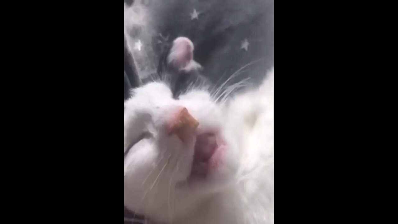 #funnycatvideo#funny#cat