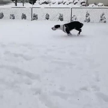 Great Dane plays in the snow