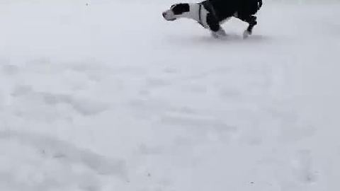 Great Dane plays in the snow