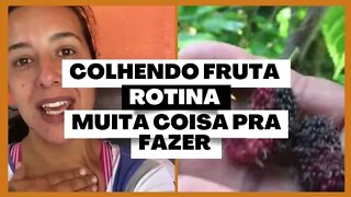 Uma manhã produtiva - Colhendo frutinhas- Muita coisa pra fazer