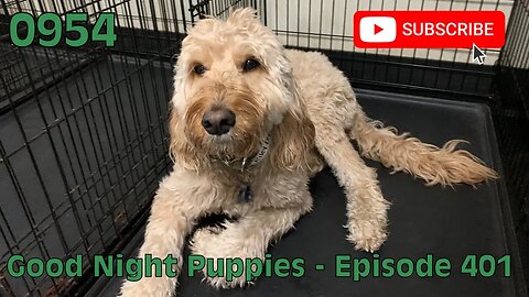 [0954] GOOD NIGHT PUPPIES - EPISODE 401 [#dogs #doggos #doggos #puppies #dogdaycare]