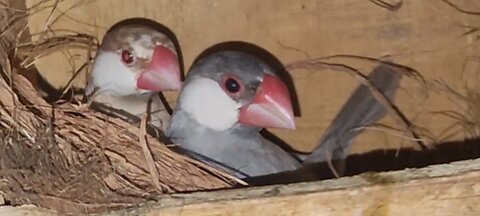 Java finches