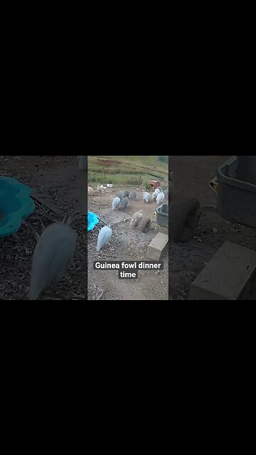 Farm surveillance. Guinea fowl at dinner time