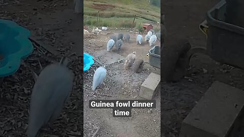 Farm surveillance. Guinea fowl at dinner time