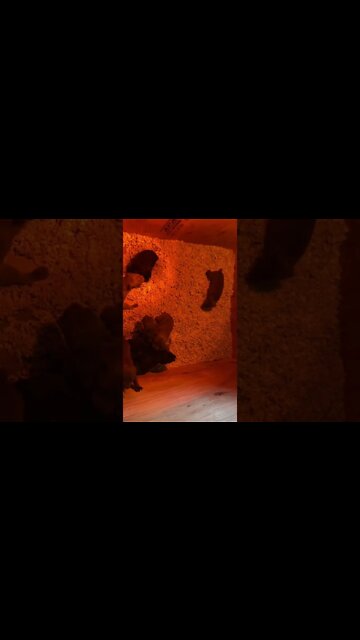 4 week old Cane Corso puppies