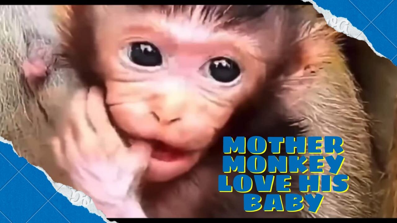 Mother monkey loved his baby