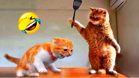 Hilarious Pets of 2024 😂 Cats & Dogs Being Ridiculously Funny! 😻🐶 (Part 1)