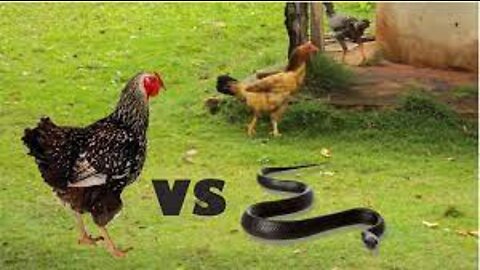 chicken vs snake