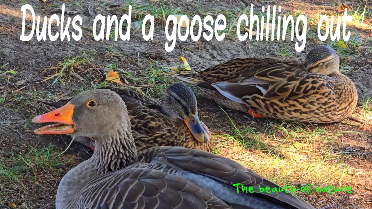 Ducks and a goose chilling / beautiful animals by the water / with calm music.