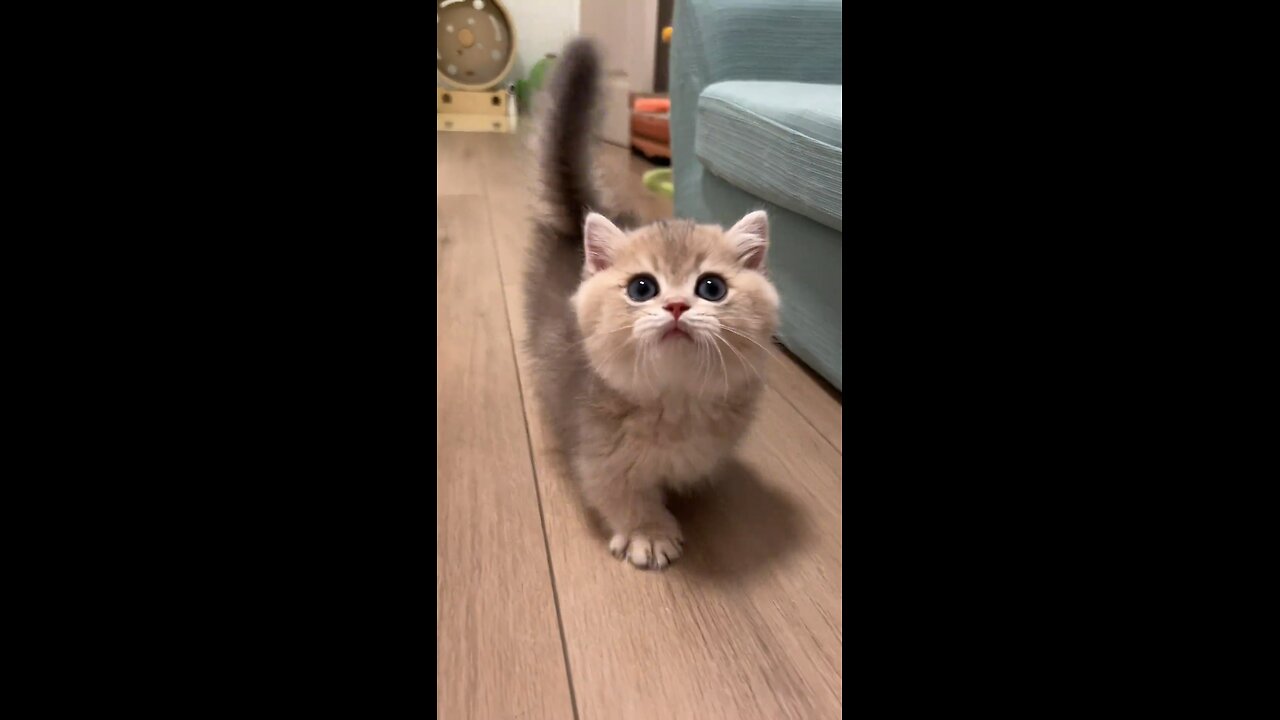 Cute little kitty