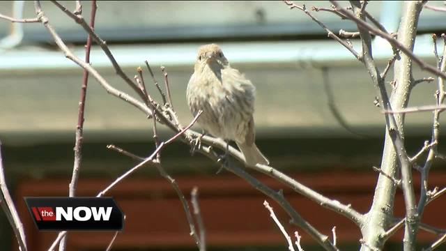 Birds migrate through SE Wisconsin