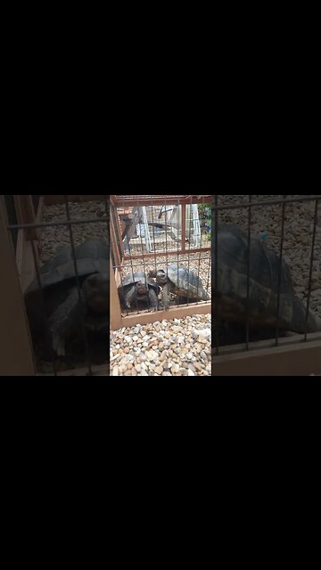 Tortoises locked up #cute #pets #lockedup