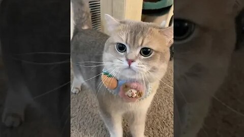 CAT VIDEO