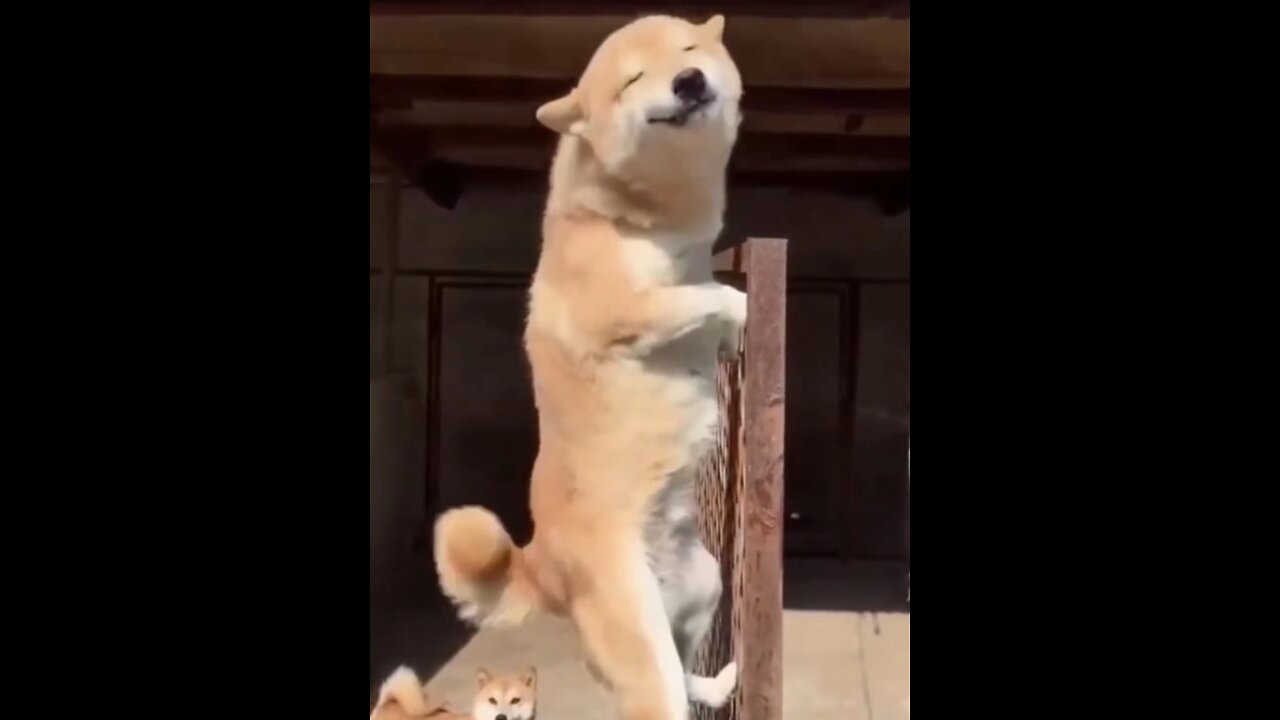 puppy antics