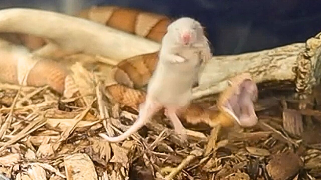 Copperhead Venom Has Unexpected Effects On Mouse!