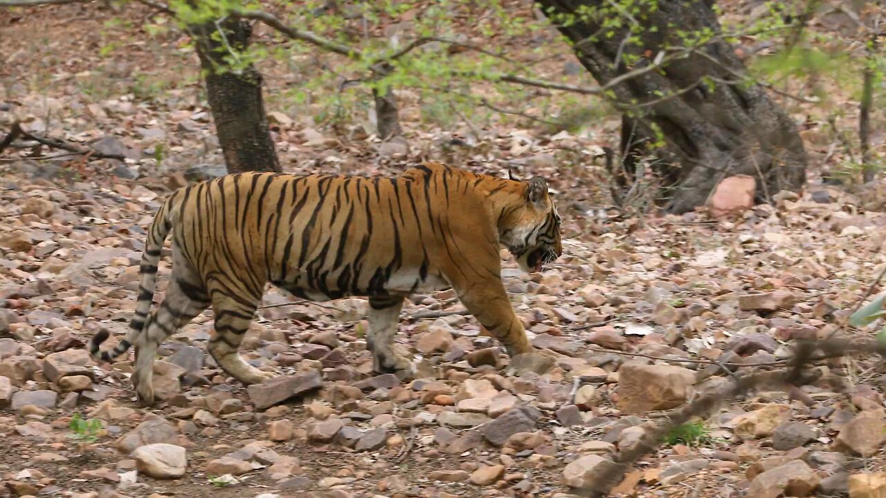 Noor Tigress in Ranathambore