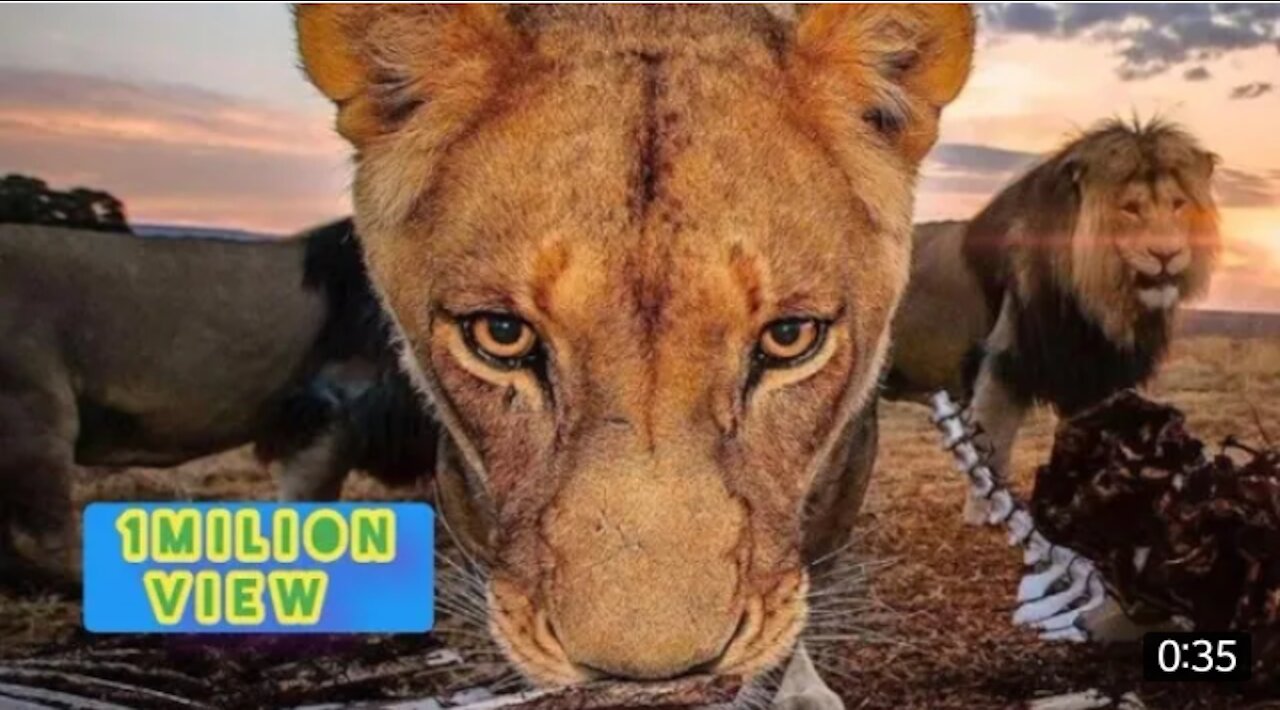 New Two Lion animal Funny Video woow 2021@😂#Short & #Shorts