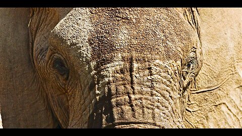 WILD NAMIBIA E03 - THE HOANIB RIVER SYSTEM: Witness an Incredible Wildlife Journey into the desert