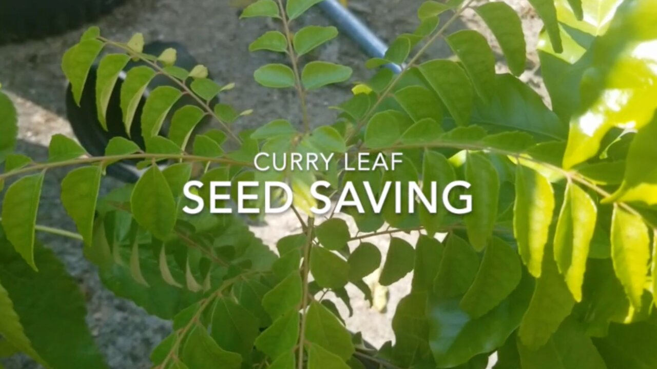 Seed Saving - Curry Leaves