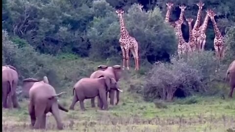 Elephants vs Giraffe who will win?