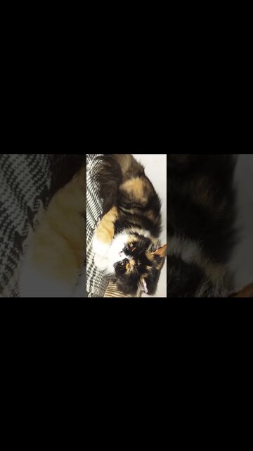 #oreo #cutecat #catsoftiktok #shorts