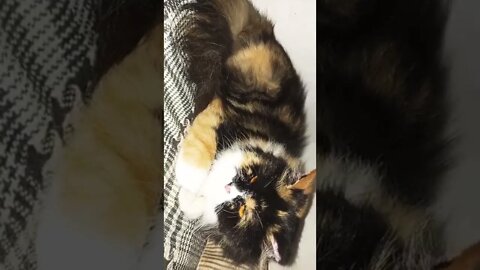 #oreo #cutecat #catsoftiktok #shorts
