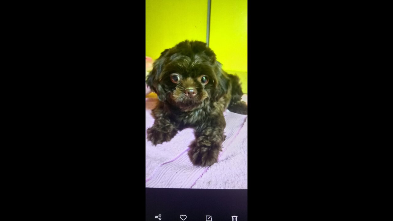 SAD STORY ENDING MY SHIH TZU PUPPY