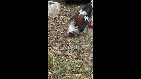 Elvis, the faverolles rooster.