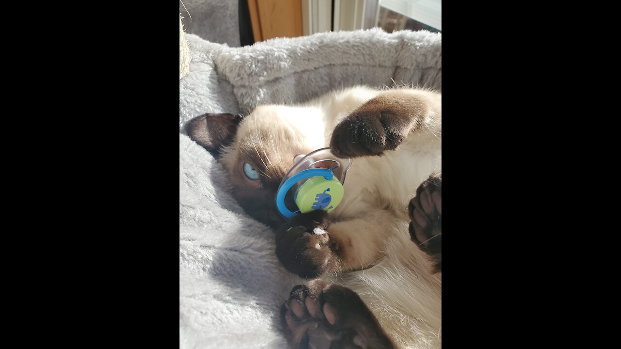 Kitten with a pacifier