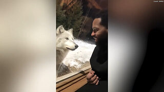 Couple's Vacation Cabin Surrounded By Pack Of Wolves