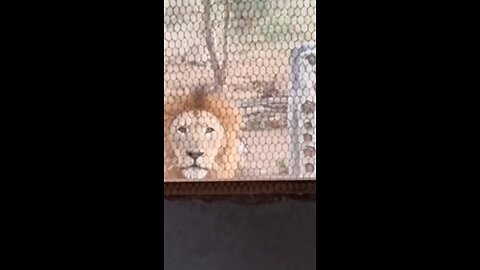 'My Kitchen Is Growling At Me' Man Wakes Up To Lion Outside The Kitchen