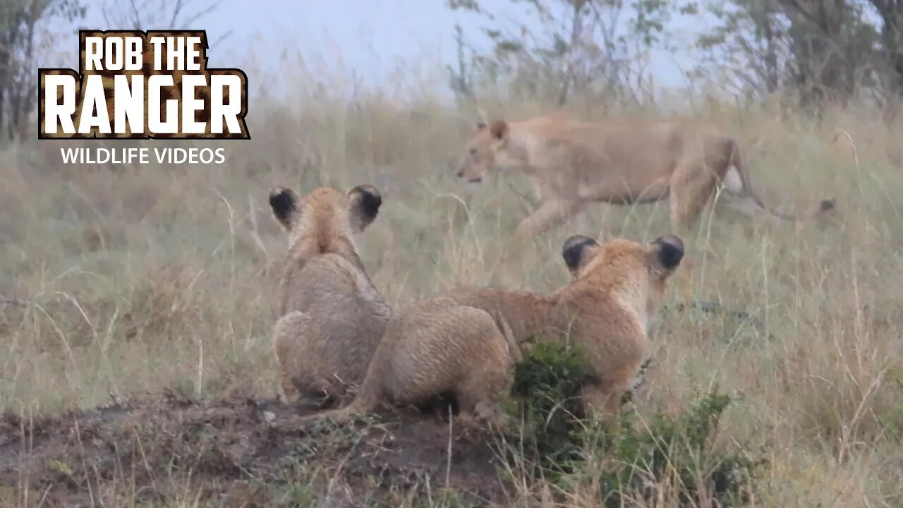 Wet Lions | Maasai Mara Safari | Zebra Plains