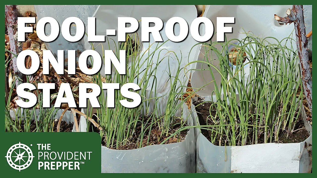 No-Fail Cheap Winter Sown Greenhouse for Starting Onions