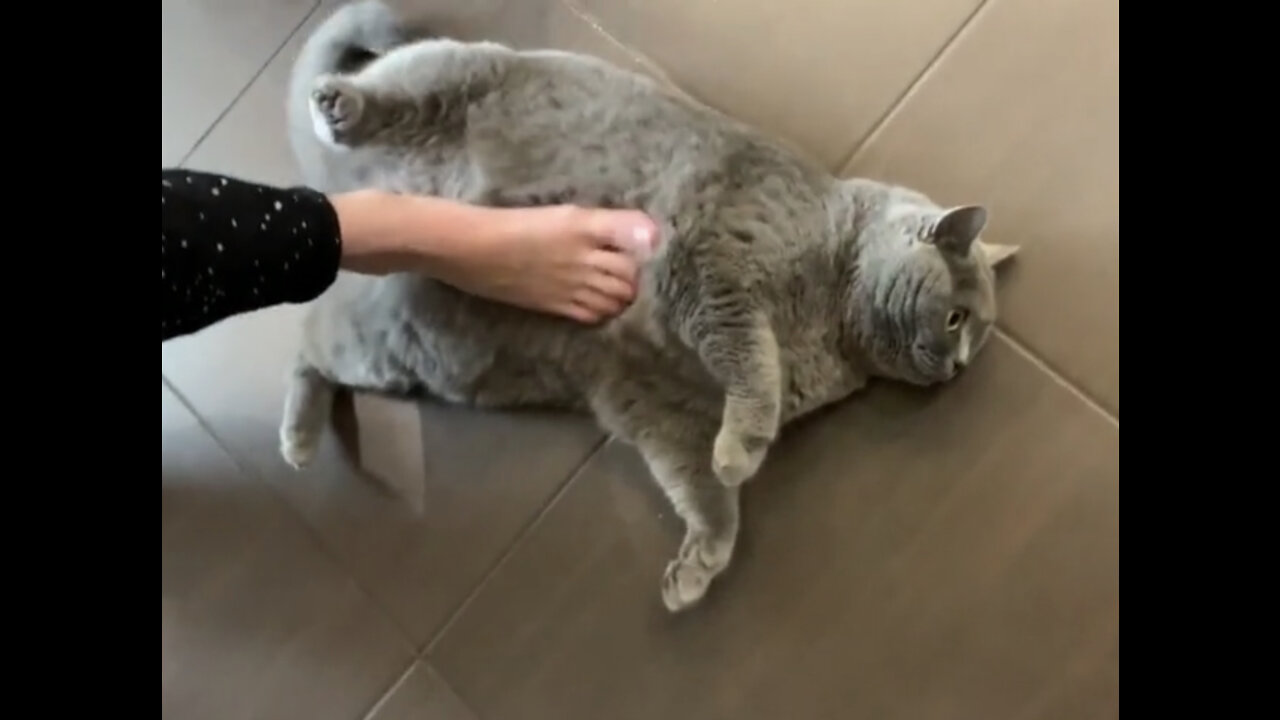Very funny and hungry kitten.