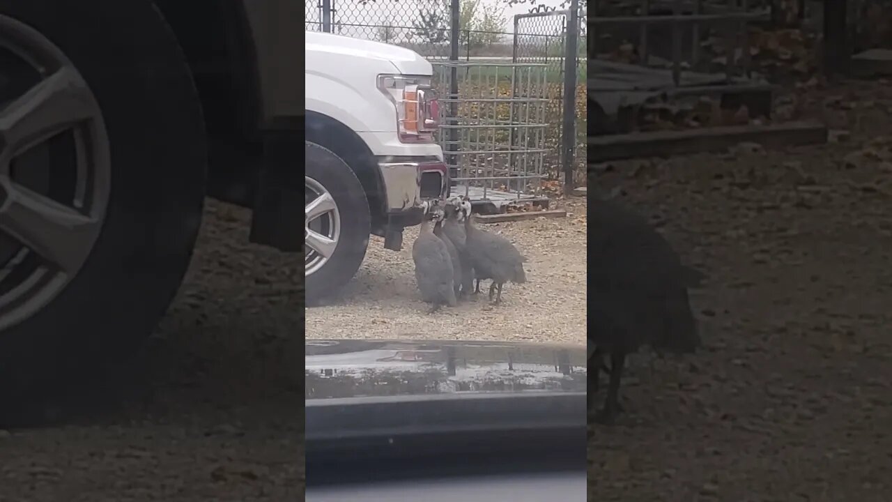 turkeys attacking themselves in the mirror of a truck #turkeyshorts #animals #funnyanimals #funny