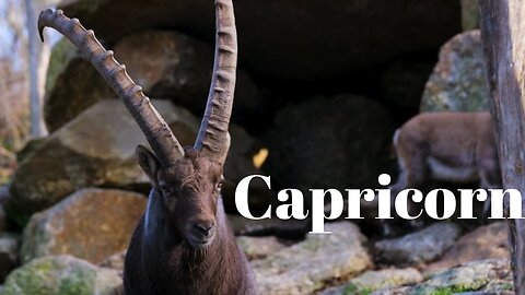 Capricorn Scorpio Season 10/23/24-11/22/24