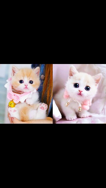 mama cute cat happened a things crash