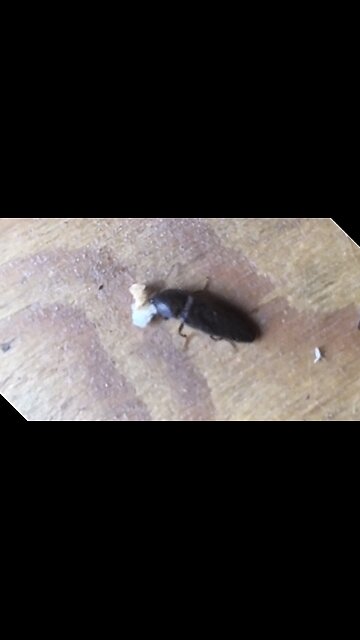 Eating A Chicken Nugget From A Chicken Nugget 😆