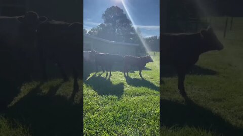 #cows #shorts