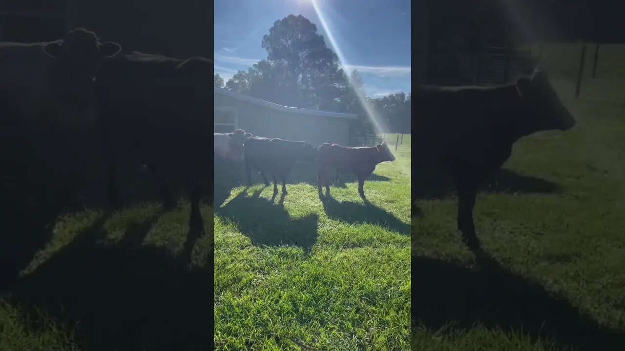 #cows #shorts