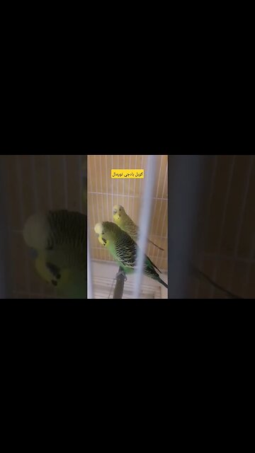 كوبل بادجي نورمال كيوت مرحبا