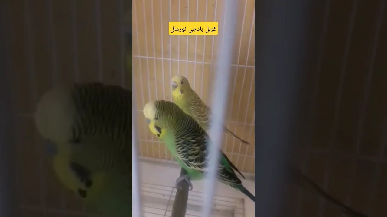 كوبل بادجي نورمال كيوت مرحبا