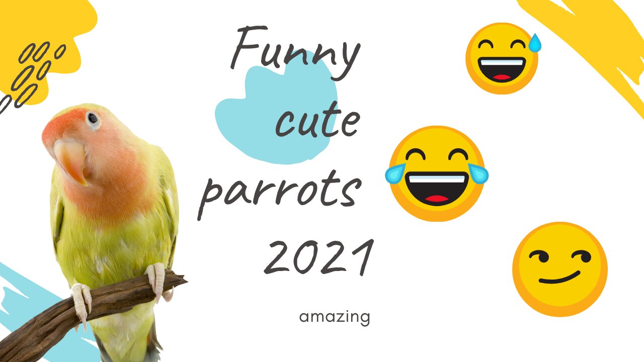 Cute parrots cuddling Awww😍🐤